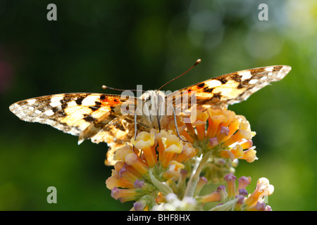 Distelfalter Schmetterling (Vanessa Cardui) Fütterung auf Sommerflieder Weyeriana. Powys, Wales. Stockfoto