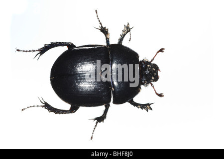 Dor Beetle (Geotrupes Stercorarius). Leben Sie Insekt vor einem weißen Hintergrund auf ein tragbares Studio fotografiert. Stockfoto
