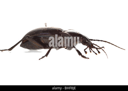 Violette Boden Käfer (Carabus Violaceus). Leben Sie Insekt vor einem weißen Hintergrund auf ein tragbares Studio fotografiert. Stockfoto