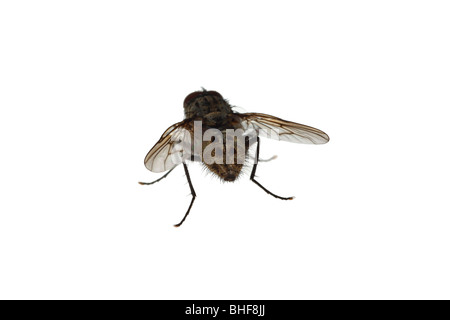 Haus fliegen (Familie Muscidae). Leben Sie Insekt vor einem weißen Hintergrund auf ein tragbares Studio fotografiert. Stockfoto