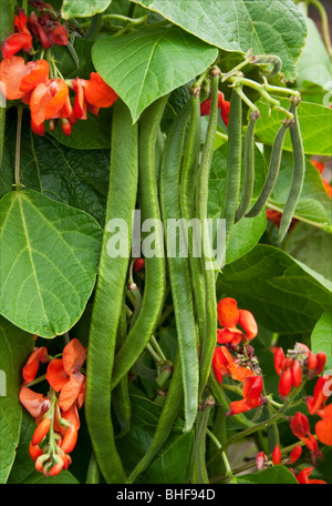 Stangenbohnen, Enorma Stockfoto