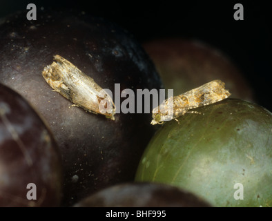 Europäische Traube Beere Motte (Lobesia Botrana) Erwachsene auf Grapefruit Stockfoto