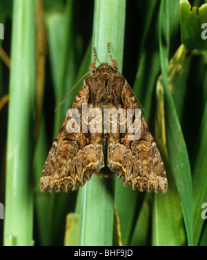 Broom Moth (Ceramica Pisi) Erwachsene Stockfoto