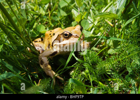 Grasfrosch (Rana Temporaria), Erzgebirge, Sachsen, Deutschland Stockfoto