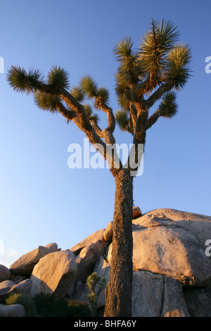 Joshua Baum bei Sonnenuntergang, Joshua Tree Nationalpark, Twentynine Palms, Kalifornien, USA Stockfoto