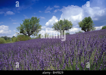 Mandelbäume in Lavendelfeld unter getrübt Himmel, Plateau de Valensole, Alpes de Haute Provence, Provence, Frankreich, Europa Stockfoto