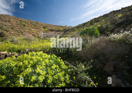 Blühende Blumen in einem Tal im Sonnenlicht, Parque Natural de Betancuria, Fuerteventura, Kanarische Inseln, Spanien, Europa Stockfoto