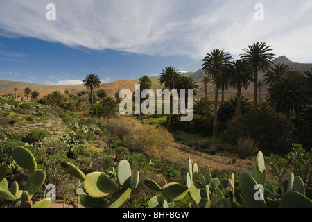 Palmen Sie und Kakteen unter bewölktem Himmel, La Vega de Rio de Las Palmas, Parque Natural de Betancuria, Fuerteventura, Kanarische Isl Stockfoto