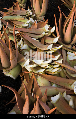 Aloe Vera auf einem Feld abgeholzt, Valles de Ortega, Fuerteventura, Kanarische Inseln, Spanien, Europa Stockfoto