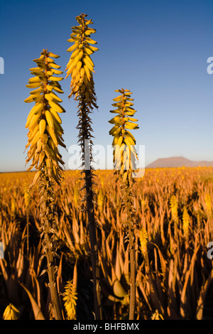 Blühende Aloe Vera auf einem Feld, Valles de Ortega, Fuerteventura, Kanarische Inseln, Spanien, Europa Stockfoto