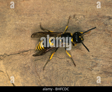 Potter Wespe (Odynerus Spinipes) Erwachsene auf Holz Stockfoto
