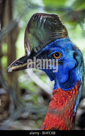 Porträt ein Kasuar Bird, Papua Neu Guinea, Ozeanien Stockfoto