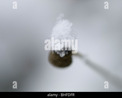 Nahaufnahme von Schneeflocke auf Anlagen mit geringen Schärfentiefe fotografiert