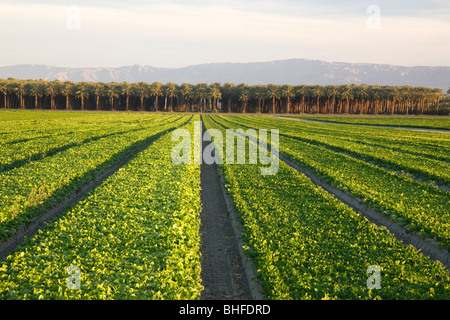 Spinat-Reihe-Ernte, Dattelpalmen. Stockfoto
