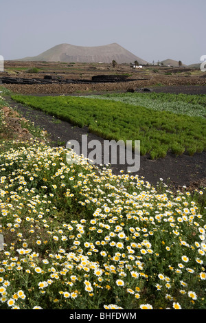 Lapilli Felder mit Blumen, Wiese im Frühling, erloschener Vulkan, Montana Tinache, in der Nähe von Tinguaton, UNESCO-Biosphärenreservat, Lanza Stockfoto