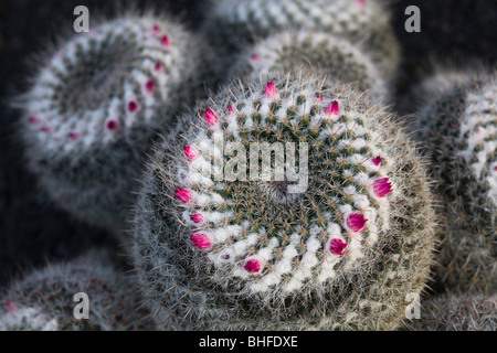 Kakteen im Botanischen Garten Jardin de Cactus, Künstler und Architekten Cesar Manrique, Guatiza, Lanzarote, Kanarische Inseln, Spanien, Stockfoto