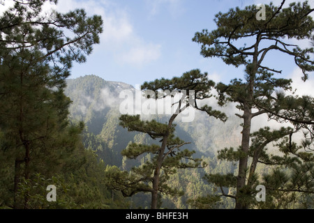 Kanarische Kiefern, Fuentes Marcos y Cordero, natürliche bewahren, Parque Natural de Las Nieves, Ostseite des ausgestorbenen vulkanischen cra Stockfoto