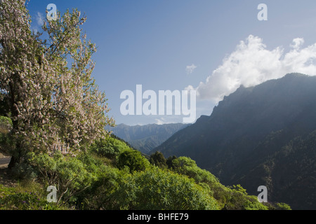 Mandelbaum mit Blüte, in der Nähe von La Caldera oberhalb des Barranco de las Angustiasgorge, Nationalpark Parque Nacional Caldera de Ta Stockfoto