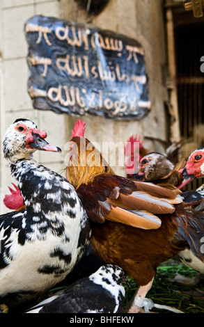 frische Hähnchen in den pulsierenden Cairo-Märkten verkauft. Stockfoto