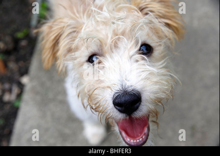 Naughty Dog, Spike den Draht kurzhaarige Jack Russel, UK Stockfoto