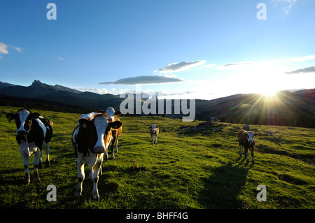 Kühe auf einer Almwiese am Abend, Alpe di Siusi, Südtirol, Italien, Europa Stockfoto