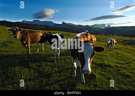 Kühe auf einer Almwiese am Abend, Alpe di Siusi, Südtirol, Italien, Europa Stockfoto