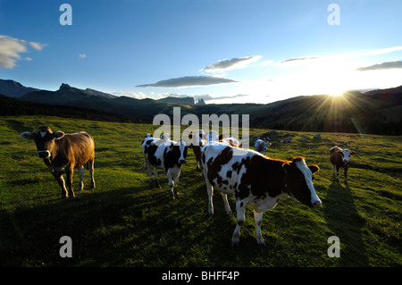 Kühe auf einer Almwiese am Abend, Alpe di Siusi, Südtirol, Italien, Europa Stockfoto