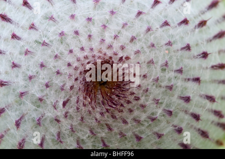 Woolly Thistle (Cirsium Wollgras), Blütenknospe Stockfoto