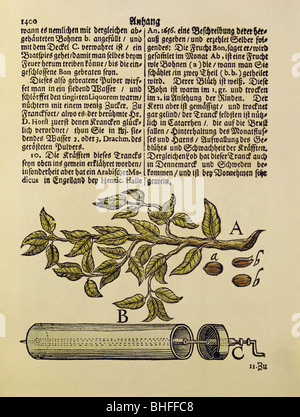 Essen, Kaffee, Illustration von "Trefflich-versehene Medicin-Chymische Apotheke", von Johann Schroeder, Nürnberg, Deutschland, 1685, Zweig der Pflanze Coffea Arabica, Kaffeebohnen, Röstereien, Stockfoto