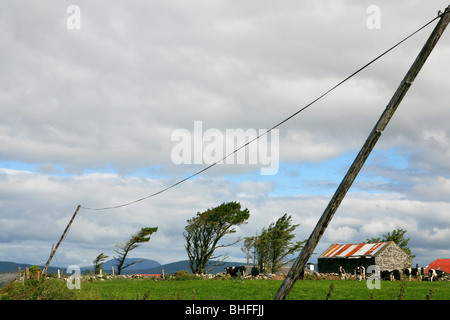 Kühe mit Vorschub vor Bäume im Wind, Mizen Head Peninsula, County Cork, Südwestküste, Irland, Europa Stockfoto