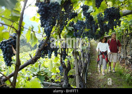 Ein paar mittleren Alters, Wandern entlang der Reben, Val Venosta, Südtirol, Italien, Europa Stockfoto
