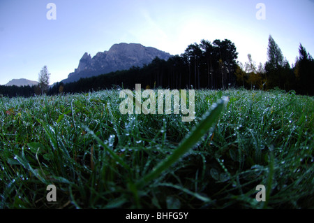 Almwiese mit Tautropfen in den Morgen, Schlern, Südtirol, Italien, Europa Stockfoto