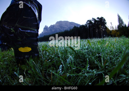 Wanderer auf einer Almwiese mit Tautropfen in den Morgen, Schlern, Südtirol, Italien, Europa Stockfoto