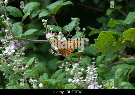 Silber-washed Fritillary (Argynnis Paphia) Stockfoto