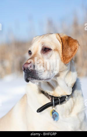 Erwachsene männliche gelbe Labrador Retriever in einem Winter Einstellung, Assiniboine Wald, Winnipeg, Manitoba, Kanada. Stockfoto