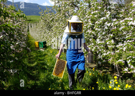 Imker mit Waben und Raucher, Imker, Honig-Bienen, Südtirol, Italien Stockfoto