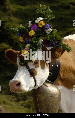 Kuh mit Glocke und Blumen Dekorationen, Rückkehr in das Tal von den Almen, Seiser Alm, Südtirol, Italien Stockfoto