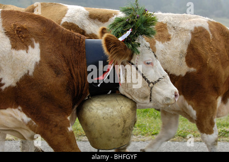 Kühe mit Kuhglocken, die Rückkehr in das Tal von den Almen, Seiser Alm, Südtirol, Italien Stockfoto