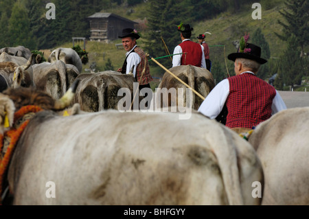 Kühe, die Rückkehr in das Tal von den Almen, Seiser Alm, Südtirol, Italien Stockfoto