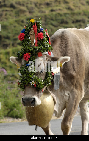 Kuh mit Glocke und Blumen Dekorationen, Rückkehr in das Tal von den Almen, Seiser Alm, Südtirol, Italien Stockfoto