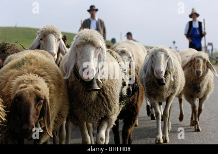 Herde von Schafen, die Rückkehr in das Tal von den Almen, Seiser Alm, Südtirol, Italien Stockfoto