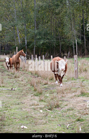 Zwei Kühe und Pferde weiden in einem Feld. Stockfoto