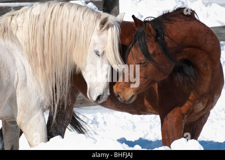 Bild von zwei liebevolle arabischen Pferde Austausch von Atem, eine Stute und Hengst Paarung paar. Stockfoto