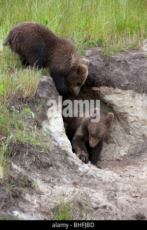 Europäischer Braunbär (Ursus Arctos). Zwei jungen am Eingang zur Höhle. Stockfoto