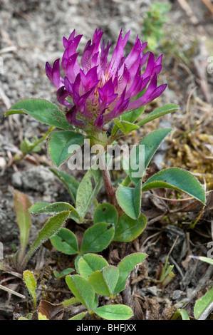 Zick-Zack-Klee (Trifolium Medium) Stockfoto