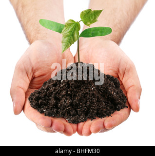junge sprießen in den Händen eines Mannes auf einem weißen Hintergrund Stockfoto