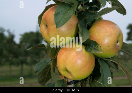 Heimischen Apfel (Malus Domestica), Sorte: Brettacher, Äpfel an einem Baum. Stockfoto