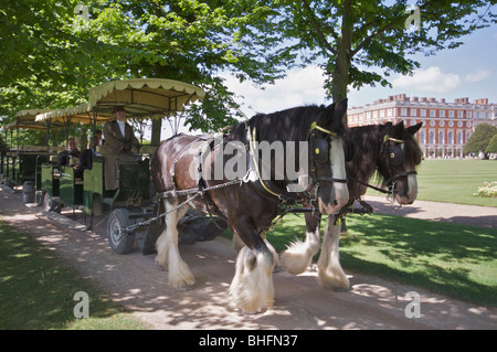 Shire-Pferde ziehen Beförderung von Touristen auf dem Gelände des Hampton Court Palace Stockfoto