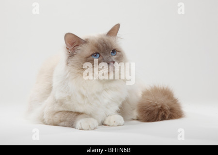 Heiligen Katze von Birma, Lilac-Point Kater / Birma Stockfoto