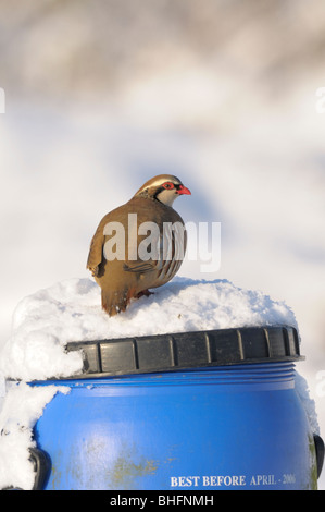 Rothuhn (Alectoris Rufa) hoch oben auf einem Spiel Feeder im Schnee. Stockfoto